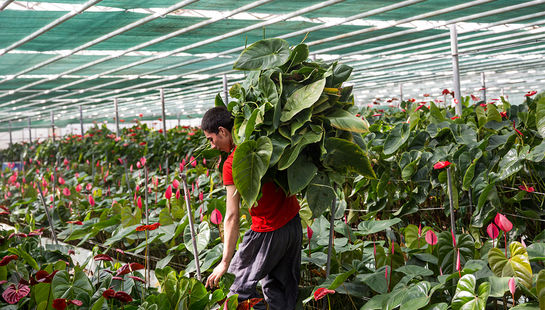 گلخانه در پاکدشت