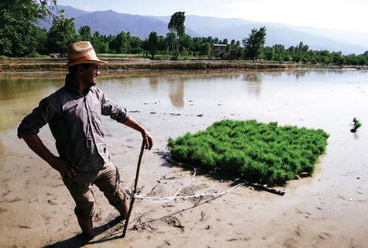 افزایش 60 میلیارد تومانی صندوق حمایت از توسعه بخش کشاورزی