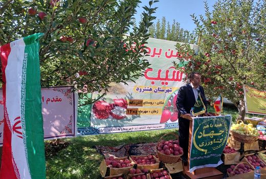 جشن برداشت سیب در دهستان آتش بیگ شهرستان هشترود برگزار شد