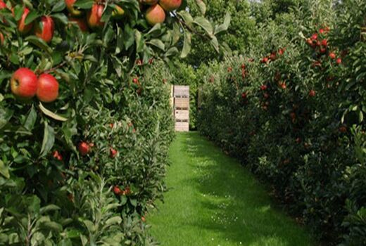 4400 هکتار از باغات کردستان زیرپوشش خدمات بیمه‌ای هستند