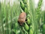 تداوم خودکفایی گندم مستلزم مبارزه با سن غلات است/ لزوم ترویج مبارزه در سال زراعی پیش رو
