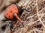 برگزاری کارگاه آموزشی کنترل آفت قرنطینه ای سوسک سرخرطومی حنایی خرما در شهرستان نرماشیر