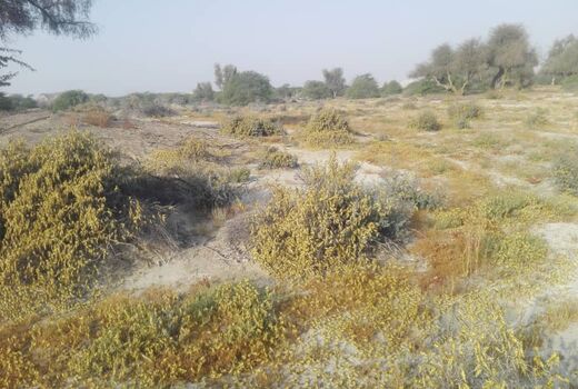 مبارزه با ملخ‌ها در 38 هزارهکتار از مراتع سیستان‌وبلوچستان انجام شد