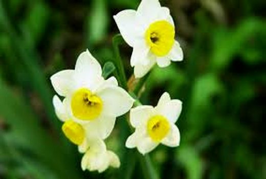 جهرم؛ قطب‌ تولید گل نرگس است