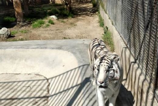 اجرای طرح پایش بیماری کوید ۱۹ در  گربه سانان باغ وحش ارم