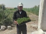 کشت رزماری برای نخستین‌بار در خرمشهر