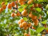 پیش بینی برداشت بیش از ۲۷ هزار تُن زردآلو از باغات آذربایجان غربی 