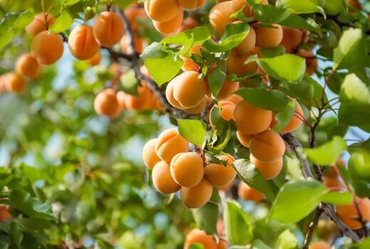 پیش بینی برداشت بیش از ۲۷ هزار تُن زردآلو از باغات آذربایجان غربی 
