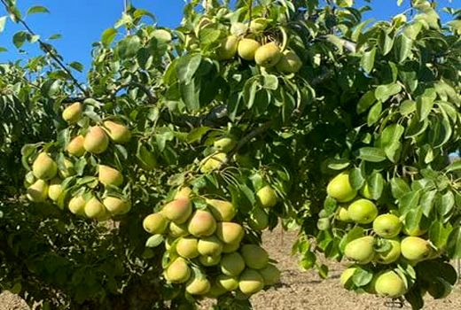 برداشت گلابی از باغ‌های آذربایجان‌غربی آغاز شد