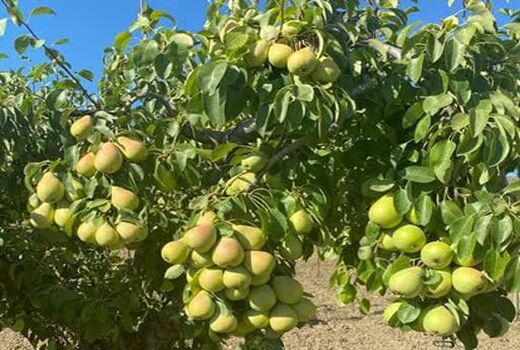 برداشت گلابی از باغ‌های آذربایجان‌غربی آغاز شد