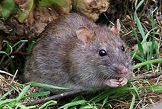 مبارزه با جوندگان در نخلستان‌های خرمشهر