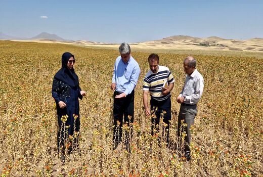 پیش‌بینی تولید ۴۷ تن گلرنگ در بستان آباد