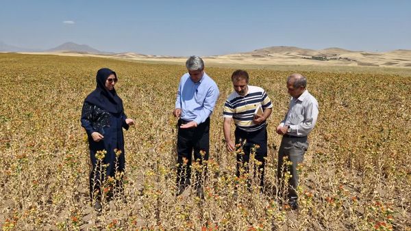 پیش‌بینی تولید ۴۷ تن گلرنگ در بستان آباد