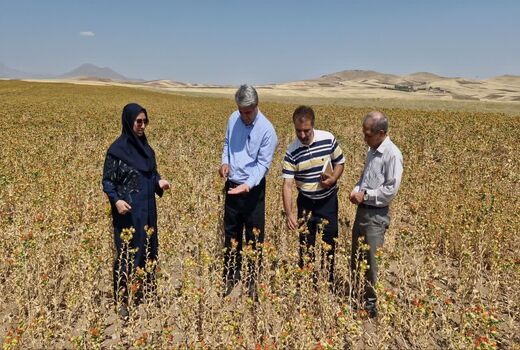 پیش‌بینی تولید ۴۷ تن گلرنگ در بستان آباد