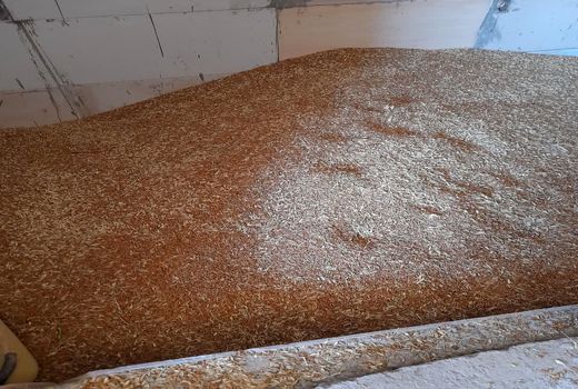 آغاز برداشت خوشه‌های طلایی گندم در آبادان 