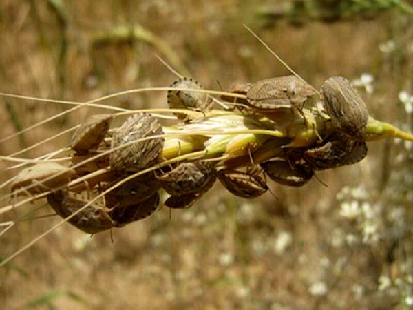 کشاورزان مبارزه با پوره سن را جدی بگیرند