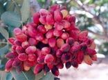 مواجهه شدن کشاورزان شهرستان با مسائل اقلیمی، ریسک بالای سرما زدگی و گرمازدگی