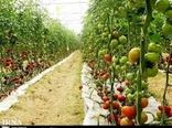 برداشت 4800 تن گوجه فرنگی از گلخانه های  شهرستان نرماشیر