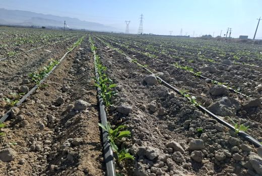 پیش بینی بیش از یک هزار و 300 هکتار کشت چغندرقند پاییزه در کازرون