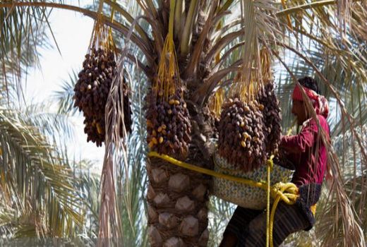 خرمای دشتستان در راه بازارهای جهانی/ «عمان» مشتری جدید 