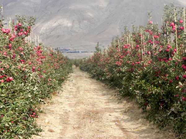 درختان سیب با اقلیم ایران سازگار شدند/ کاهش مصرف آب به یک سوم