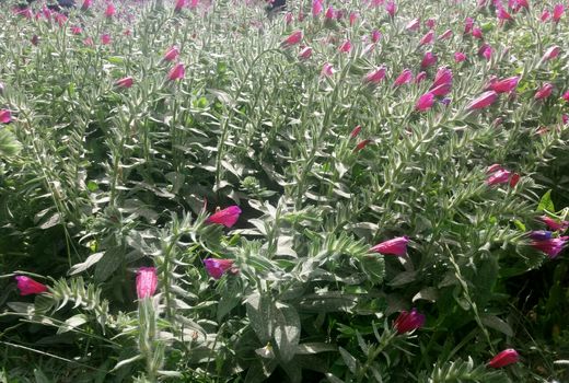 کشت وتوسعه گیاهان دارویی کم آبخواه و باغات در اراضی شیب دار مروست