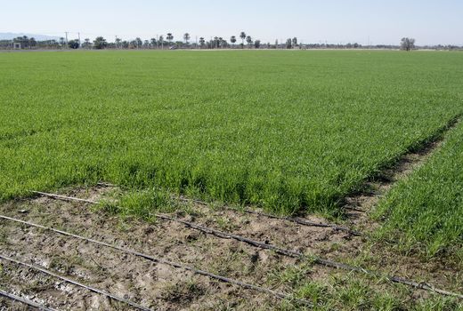 کشاورزان از آبیاری قطره‌ای مجانی هم استقبال نکردند