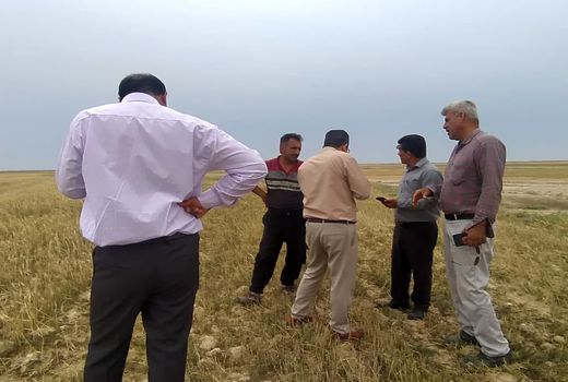 برداشت محصولات کشاورزی در نقاط مختلف استان بوشهر نظارت می‌شود