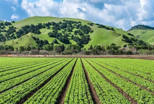 فاز اول واحد نشاسته صنایع تبدیلی پایارد در شهرستان نقده بهره‌برداری 