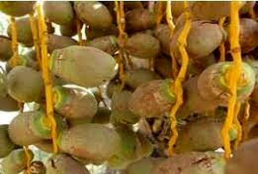سم‌پاشی علیه کنه تارتن در آبادان 
