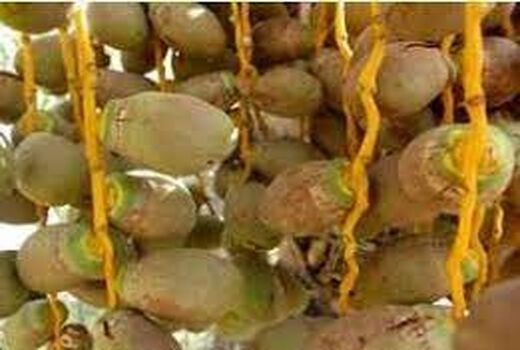 سم‌پاشی علیه کنه تارتن در آبادان 