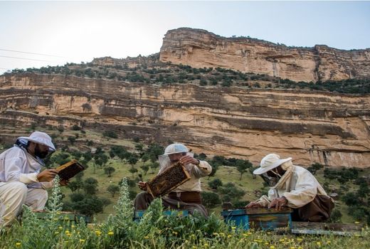 مهاجرت زنبورداران به مناطق ییلاقی چهارمحال و بختیاری 