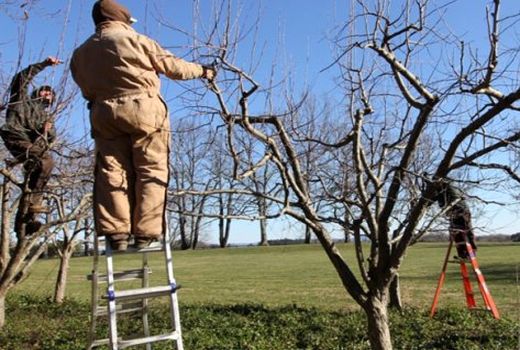 پرهیز باغداران از تعجیل در هرس درختان میوه  