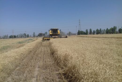 برداشت گندم در مناطق گرمسیری استان ایلام آغاز شد