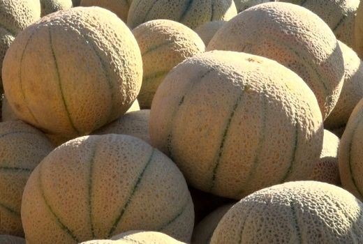 فصل برداشت میوه ای آب دار در دلِ کویری کم آب