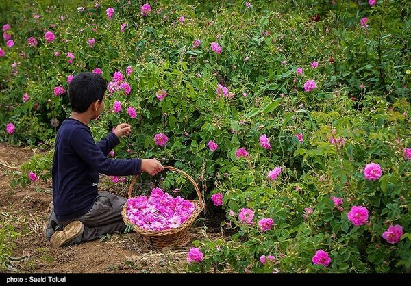 پیش‌بینی برداشت بیش از 360 تن گل‌محمدی از مزارع کردستان