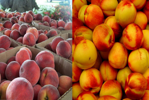 پیش‌بینی تولید 275 هزار تن هلو و شلیل در باغات مازندران