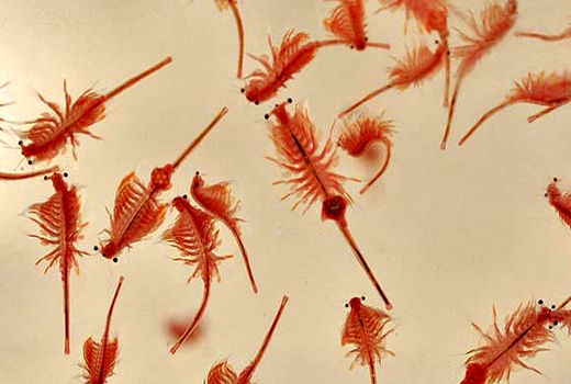 آرتمیا؛ قهرمان کوچک آبزی‌پروری ایران