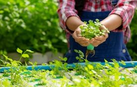 آب کمتر، محصول بیشتر؛ کشت در عصر کم‌آبی