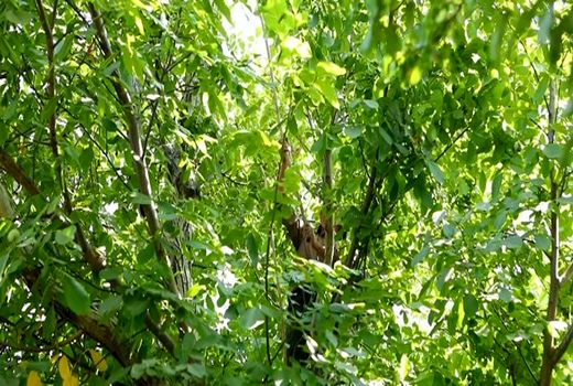 آغاز برداشت گردو در کاشان اصفهان