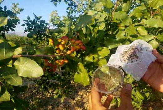  پایان عملیات رهاسازی زنبور براکون در سطح ۳۵۰۰ هکتار از اراضی زراعی استان لرستان  