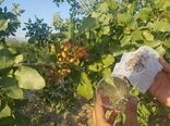  پایان عملیات رهاسازی زنبور براکون در سطح ۳۵۰۰ هکتار از اراضی زراعی استان لرستان  