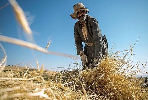 بارندگی و تقویت به‌موقع به داد مزارع کردستان رسید