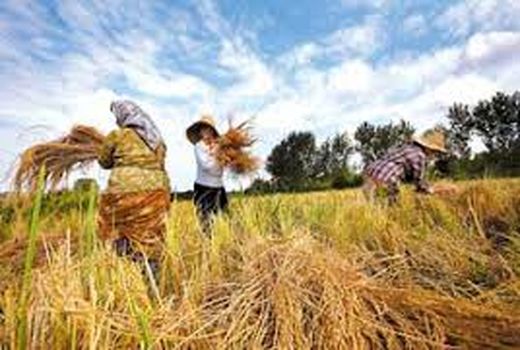 آغاز برداشت برنج در مزارع کشت مجدد و رتون آمل/ تولید 58 هزار تنی