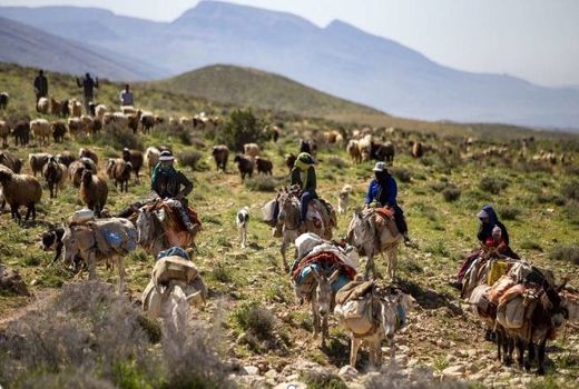 موردی از ابتلا به کرونا در خانوارهای عشایر کوچرو ثبت نشده است