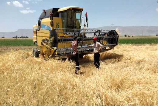 برداشت گندم به مزارع اقلید رسید