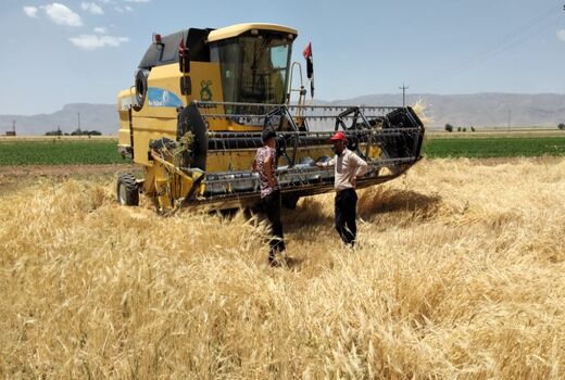 برداشت گندم به مزارع اقلید رسید