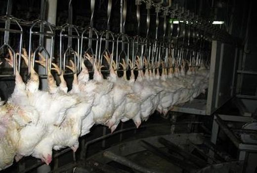 تولید 4300 تنی گوشت سفید در محمودآباد/ارزش اقتصادی 1300 میلیاردی