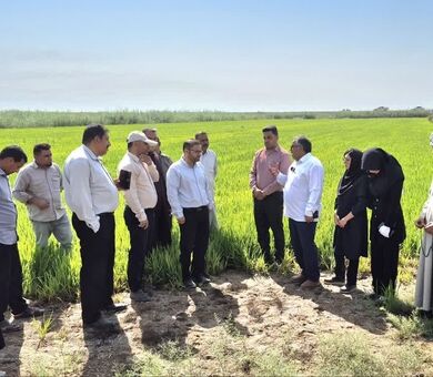 تأکید بر مدیریت بهینه در کشت خشکه‌کاری و لزوم پایش مستمر آفات مزارع