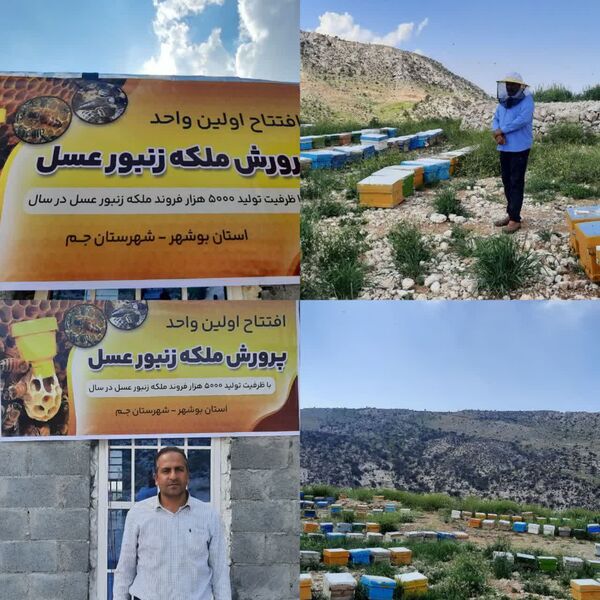 اولین طرح ایستگاه ملکه زنبور  عسل در استان  افتتاح شد